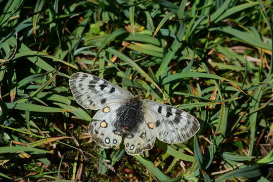 Слика од Parnassius delphius (Eversmann 1843)