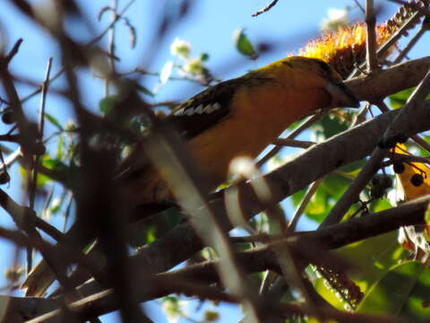 Image of Mexican Yellow Grosbeak