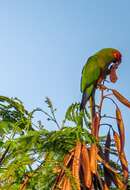 Image of Golden-capped Conure