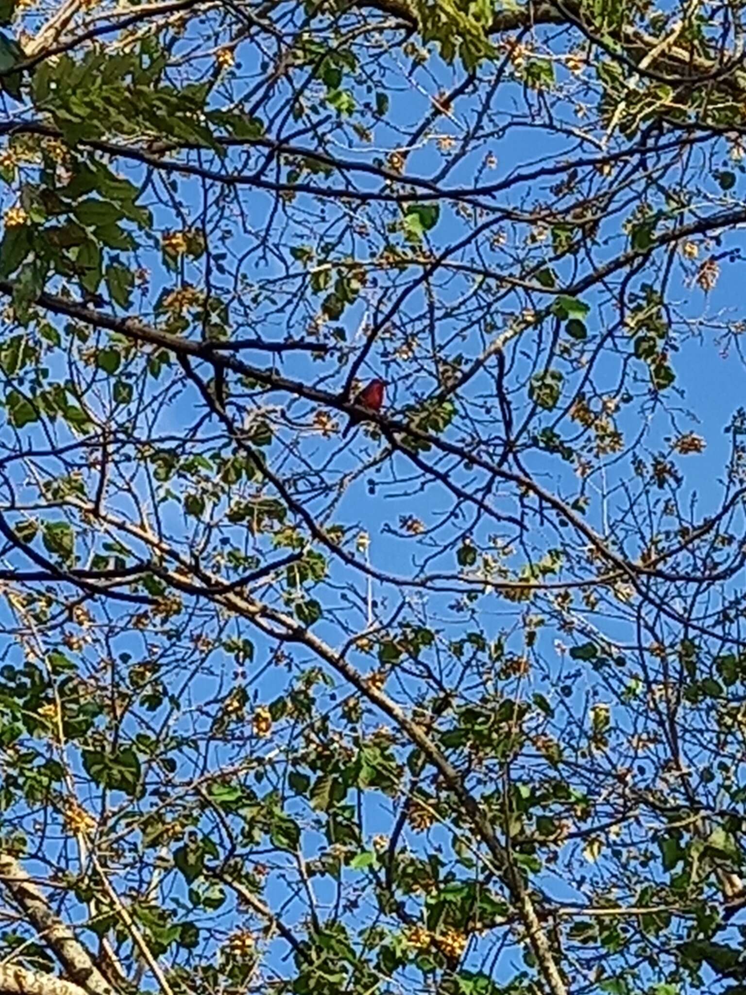 Image of Rose-throated Tanager