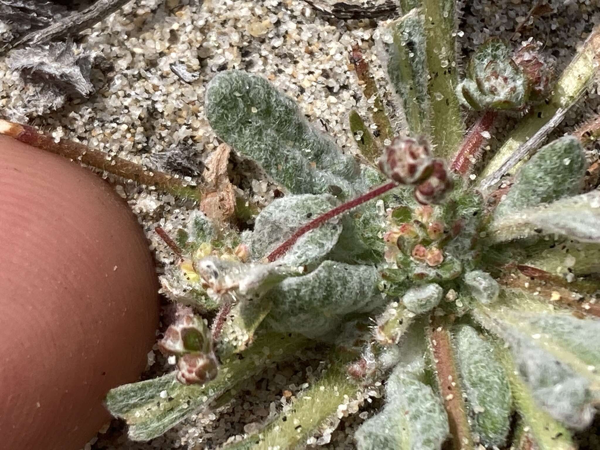 Image of cottonheads