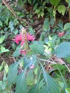 Image of Aphelandra lineariloba Leonard