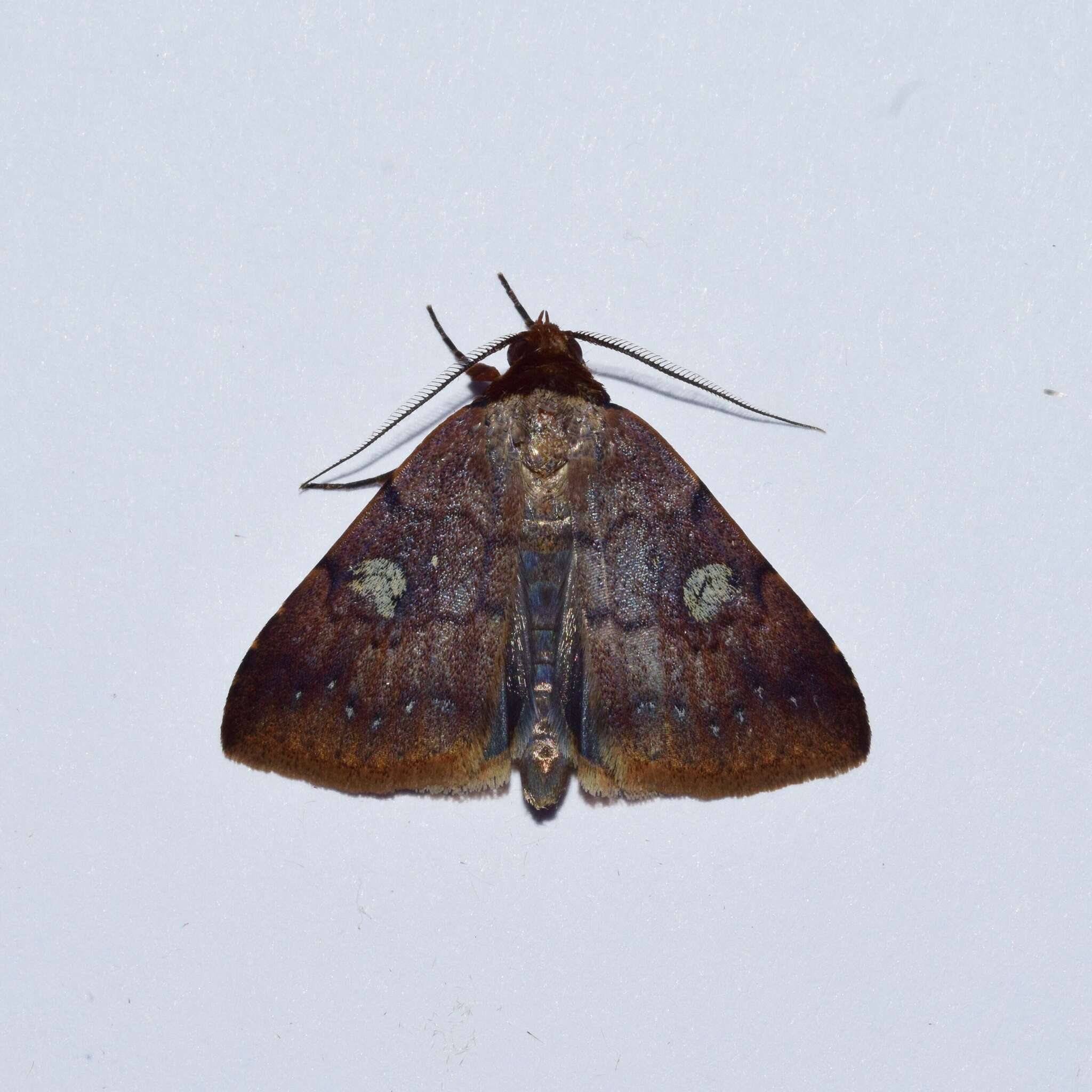 Imagem de Plecoptera punctilineata Hampson 1910