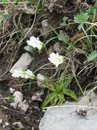 Image of Pinguicula alpina L.