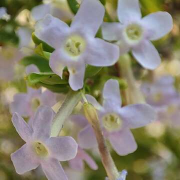 Imagem de Freylinia tropica S. Moore