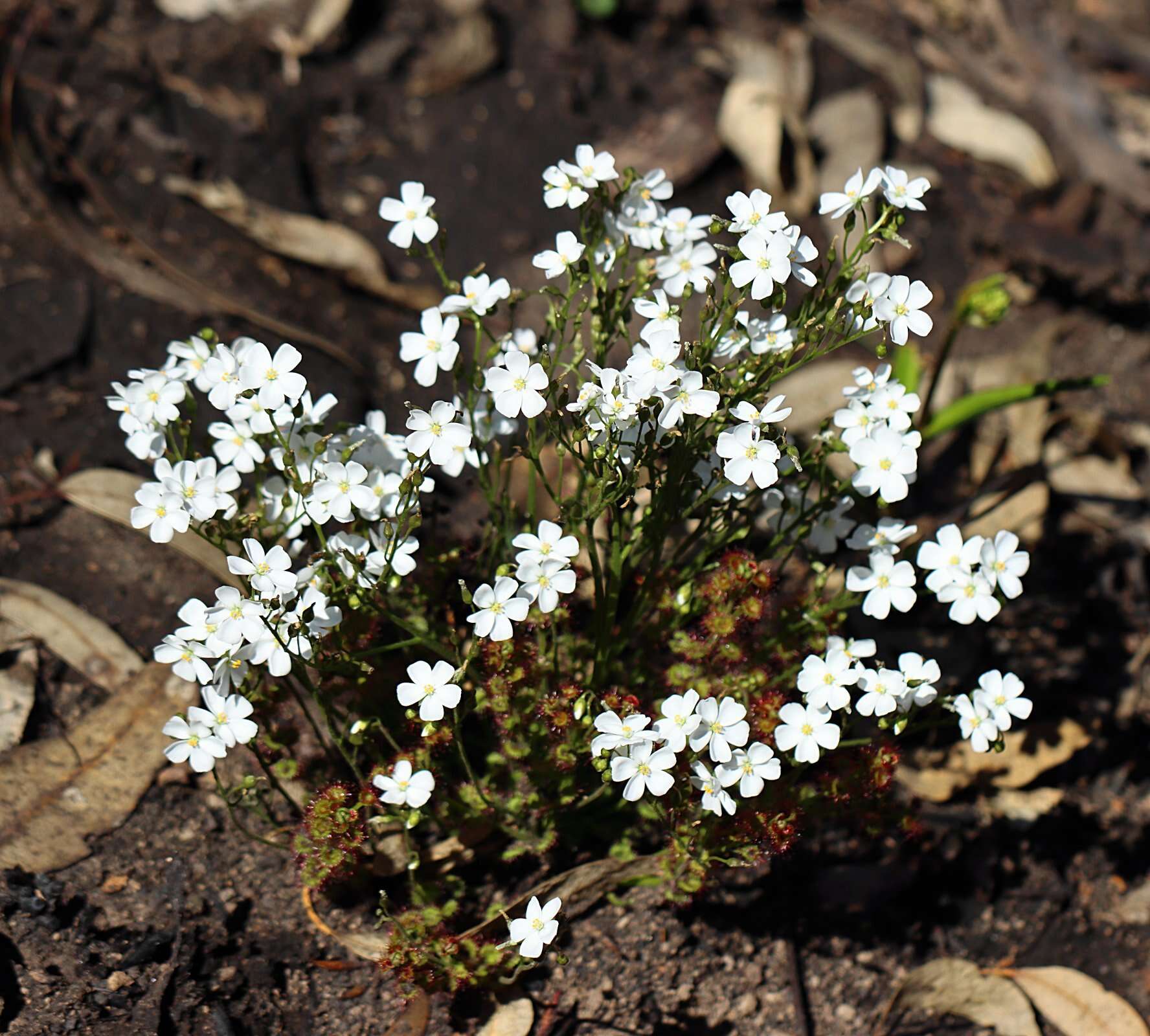 Image de Drosera stolonifera Endl.