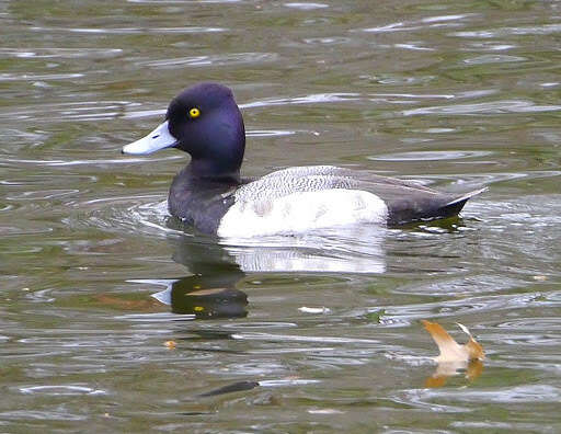 Image of Lesser Scaup