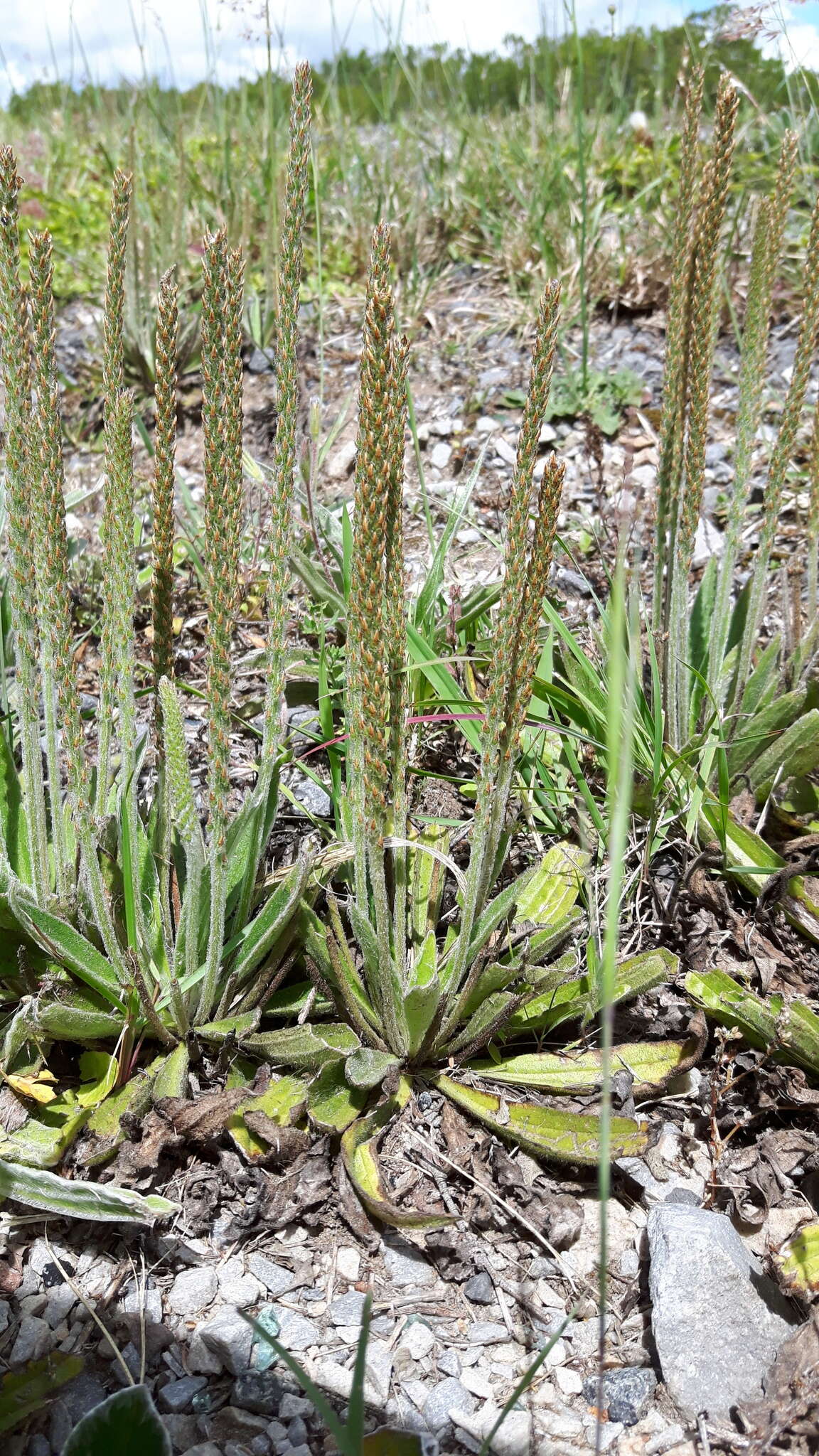 Image of Plantago tomentosa Lam.