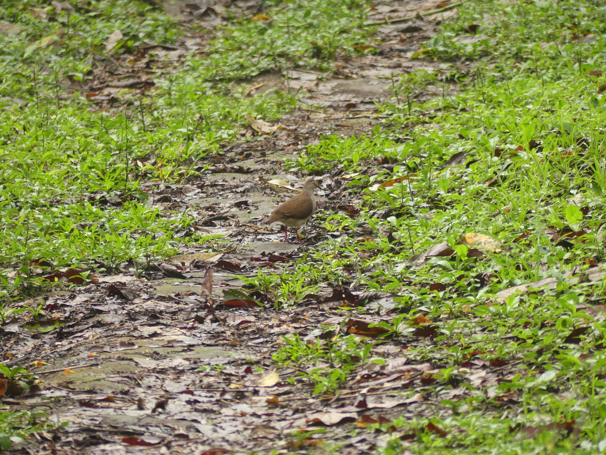 Image of Pallid Dove