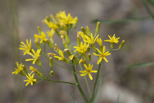 Image of tapertip hawksbeard