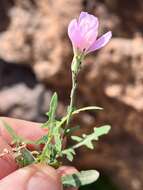 Image of Lactuca tenerrima Pourr.