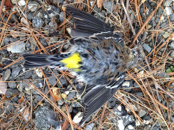 Image of Myrtle Warbler