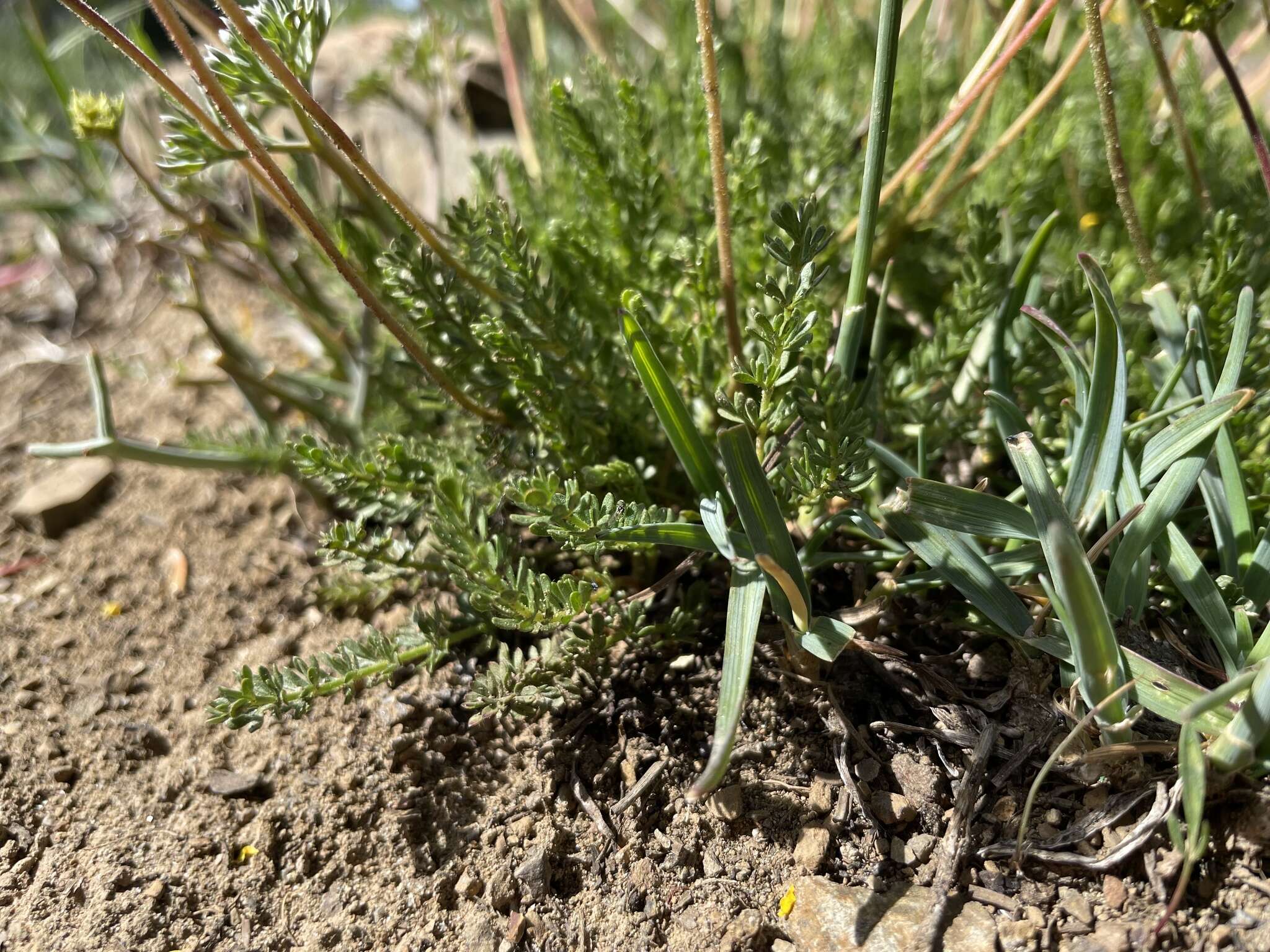 Image of Tweedy's ivesia