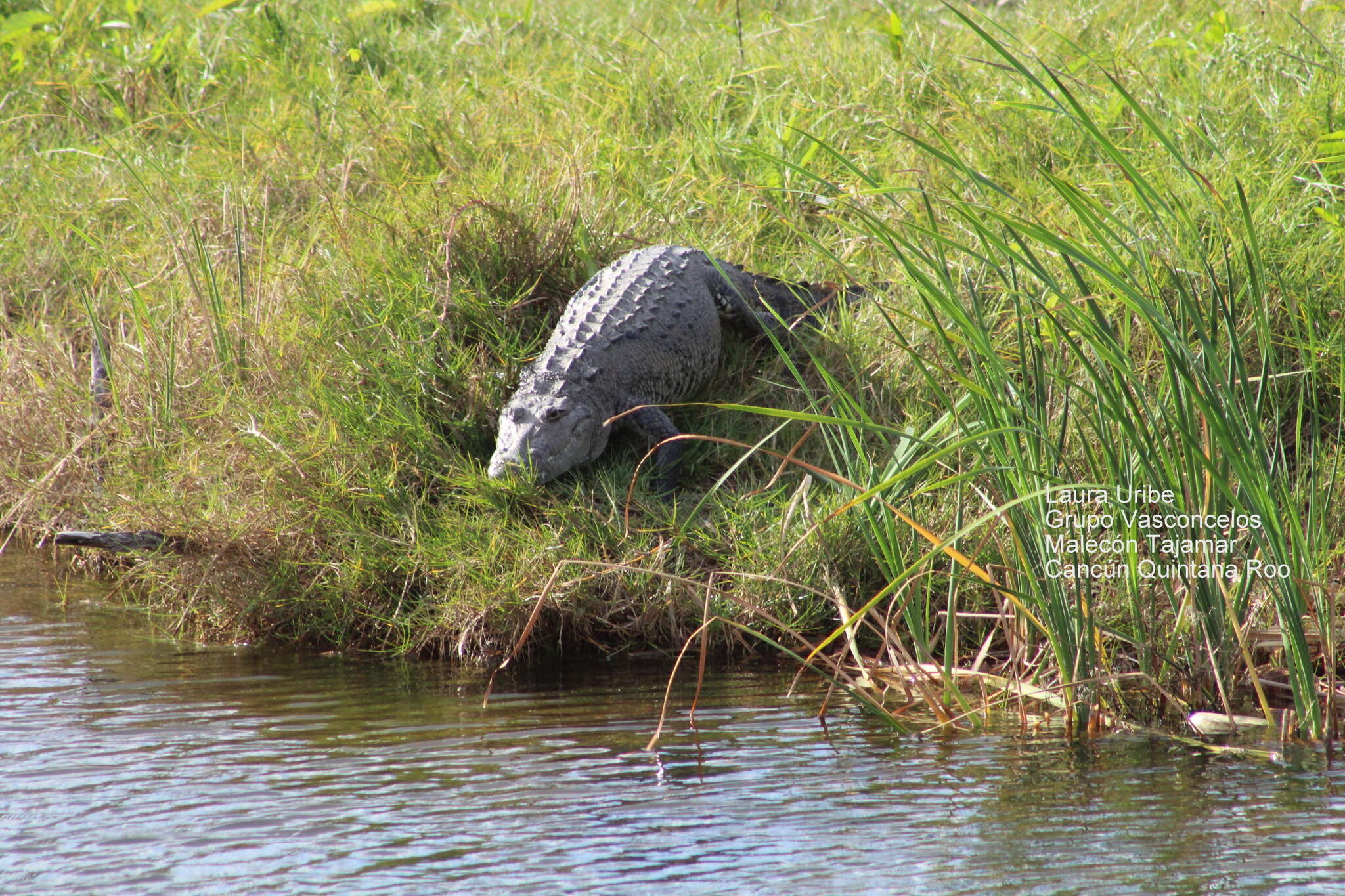 Image of Belize Crocodile