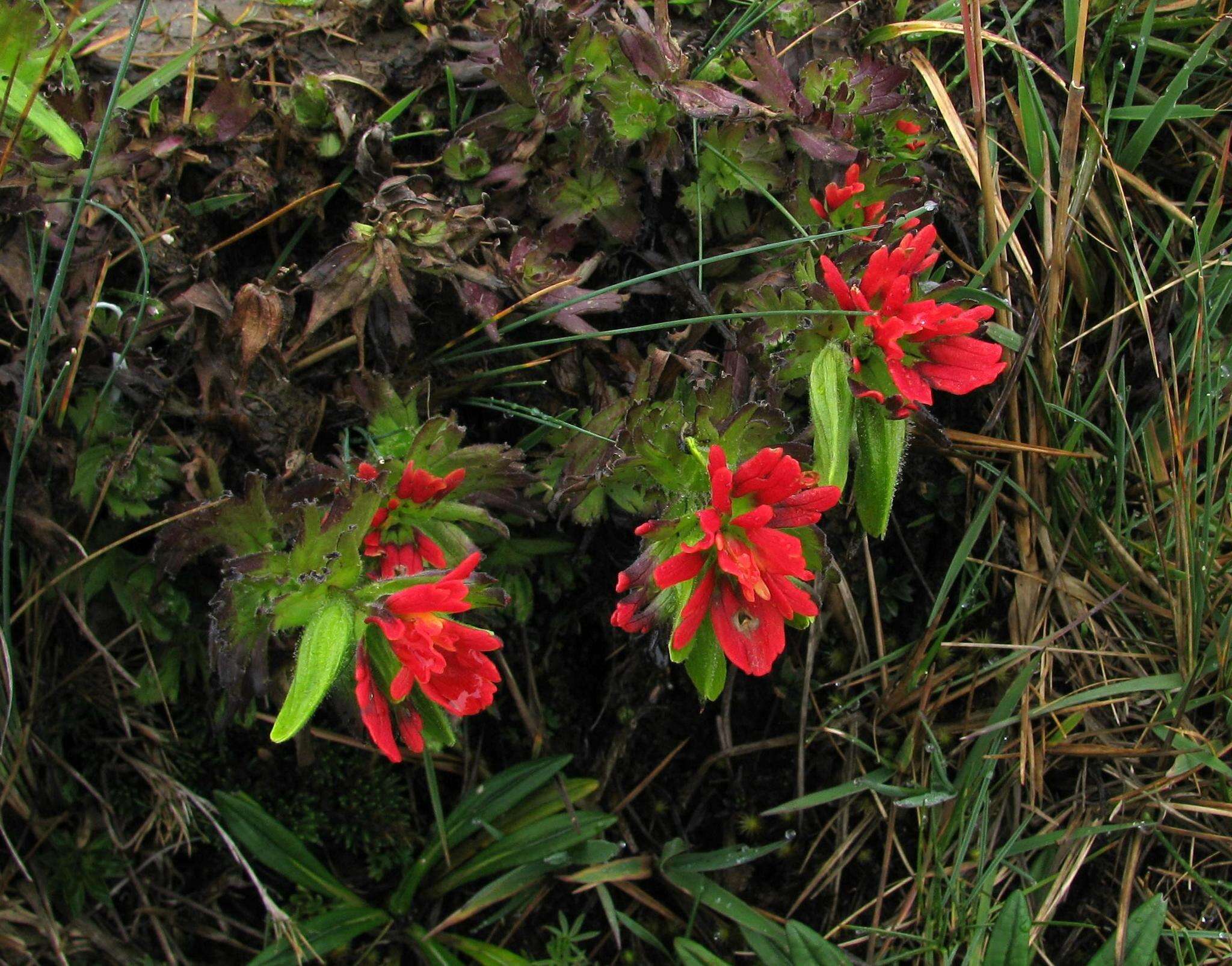 Image of Castilleja nubigena Kunth