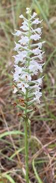 Image of Snowy orchid