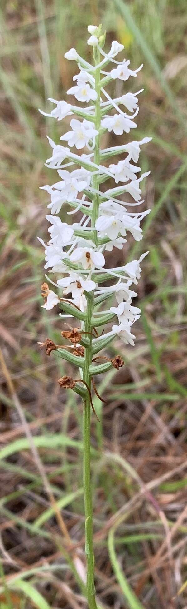 Image de Platanthera nivea (Nutt.) Luer