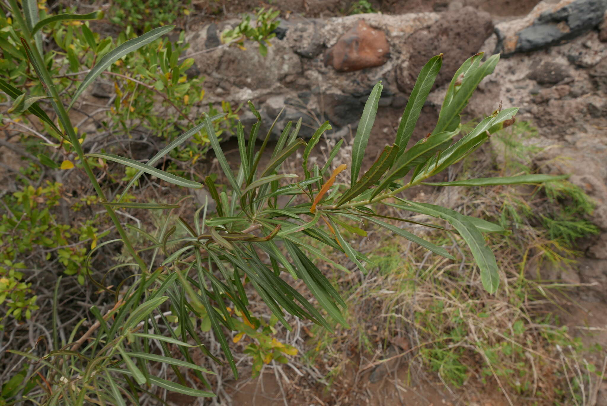 Image de Salix canariensis C. Sm. ex Link