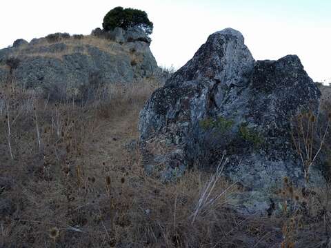 Image of Emery rock tripe