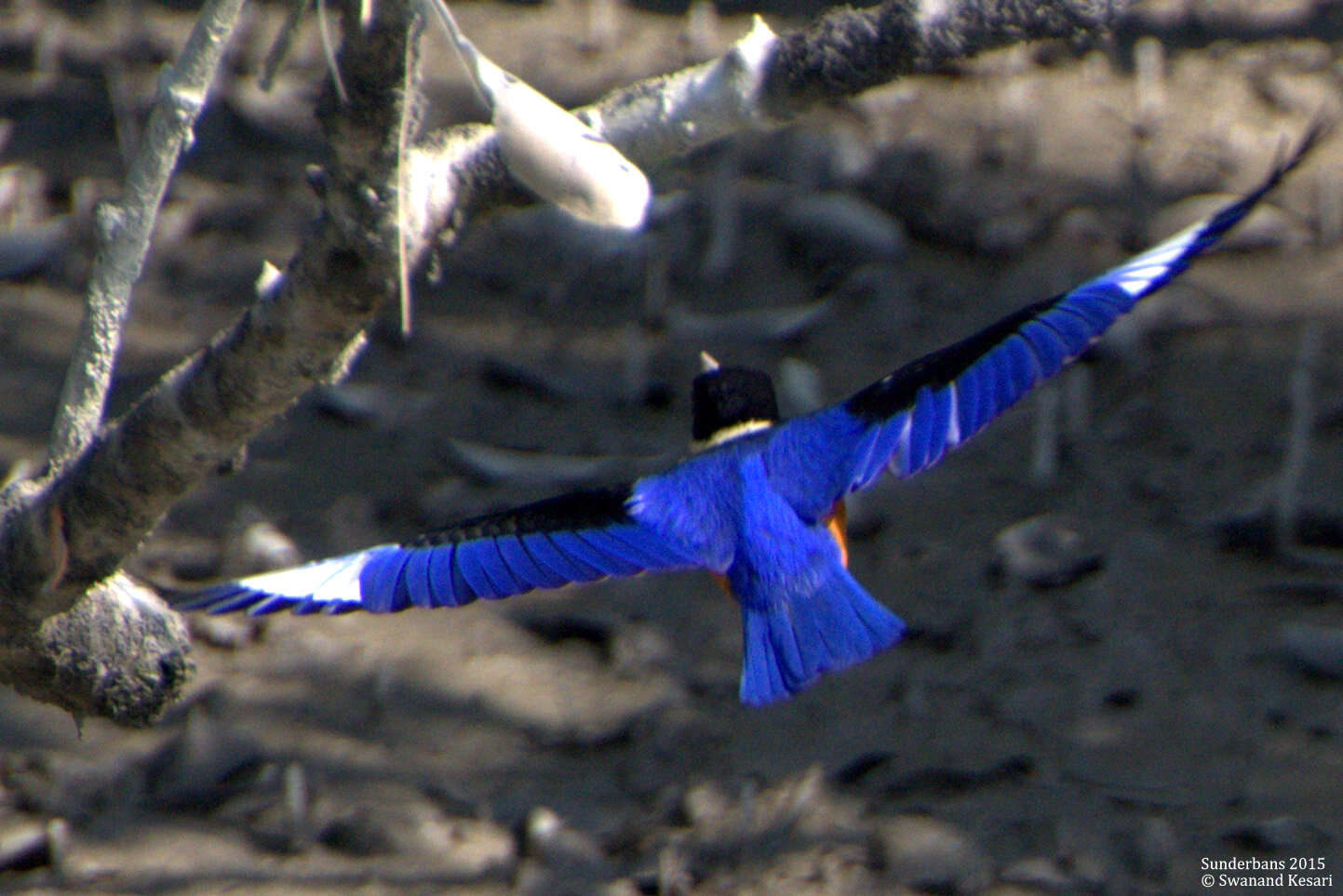 Image of Black-capped Kingfisher