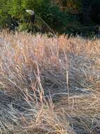 Image of California canarygrass