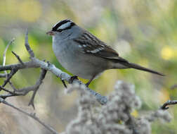 Zonotrichia leucophrys leucophrys (Forster & JR 1772) resmi