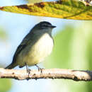 Image of Specious Tyrannulet