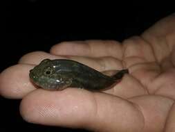 صورة Lophogobius