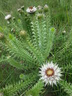 Image of Macledium zeyheri subsp. argyrophyllum (Oliv.) S. Ortiz