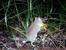 Image of Australian Pale Field Rat