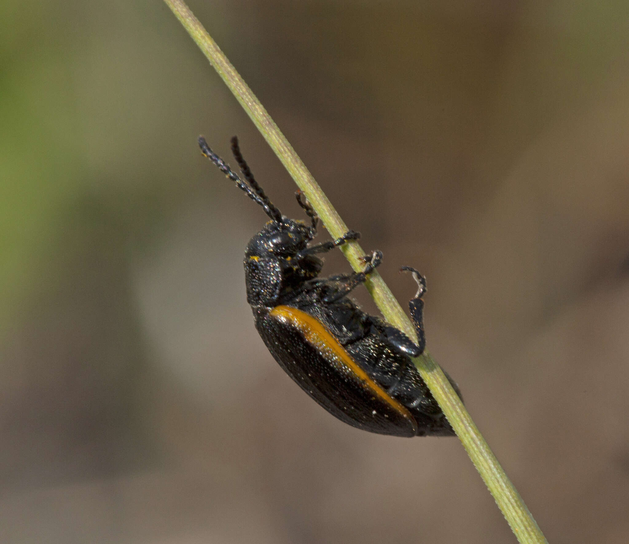 Image of Galeruca (Galeruca) rudis J. L. Le Conte 1857