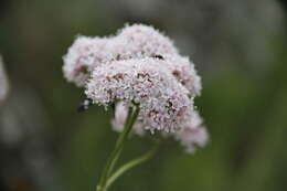 Image of Valeriana grossheimii Vorosh.