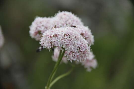 Image of Valeriana grossheimii Vorosh.