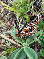 Image de Euphydryas editha quino (Behr 1863)