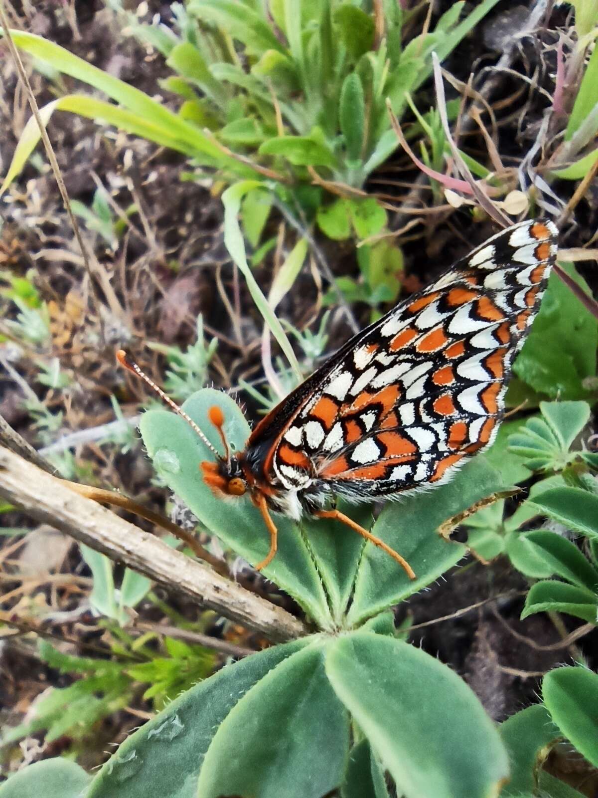 Image de Euphydryas editha quino (Behr 1863)