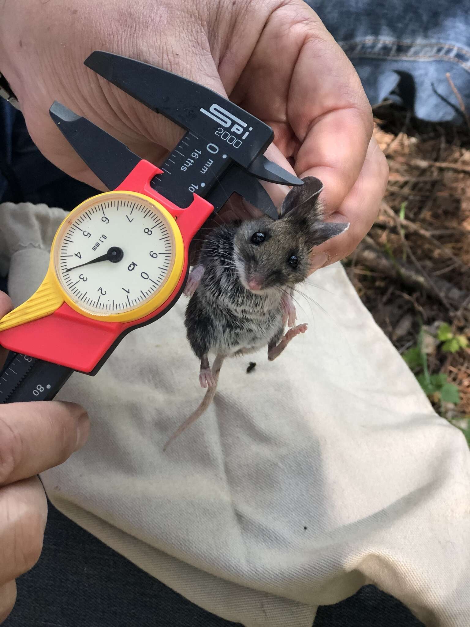 Imagem de Peromyscus melanotis J. A. Allen & Chapman 1897