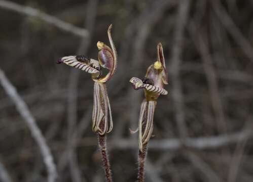 Caladenia cairnsiana F. Muell. resmi