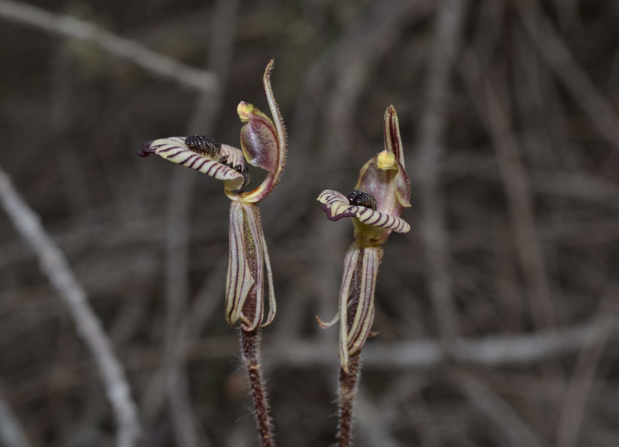 Image of Zebra orchid