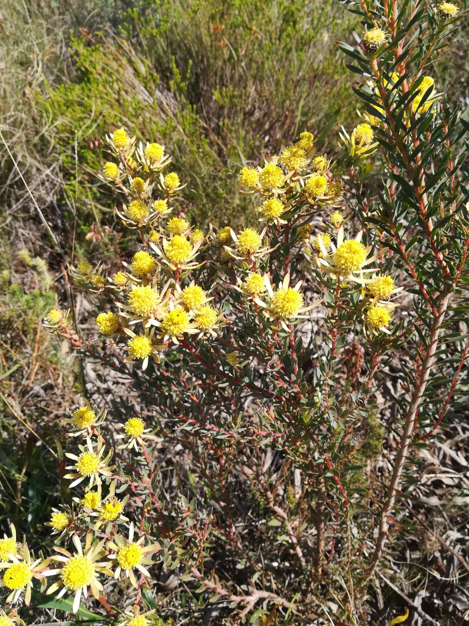 Image of Leucadendron modestum I. Williams