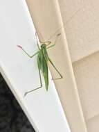 Image of Treetop Bush Katydid