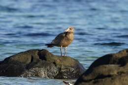 Image of Larus pacificus pacificus Latham 1801