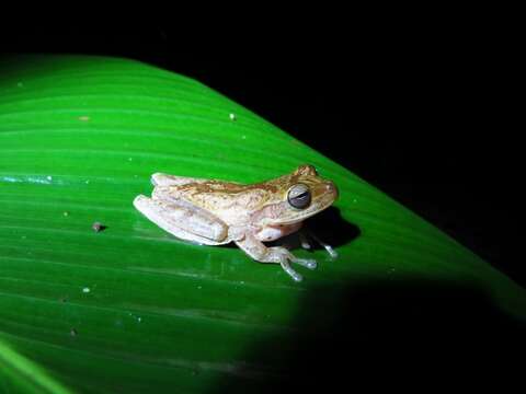 Image of Cross-banded Treefrog