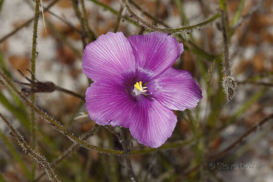 Image of Byblis lamellata Conran & Lowrie