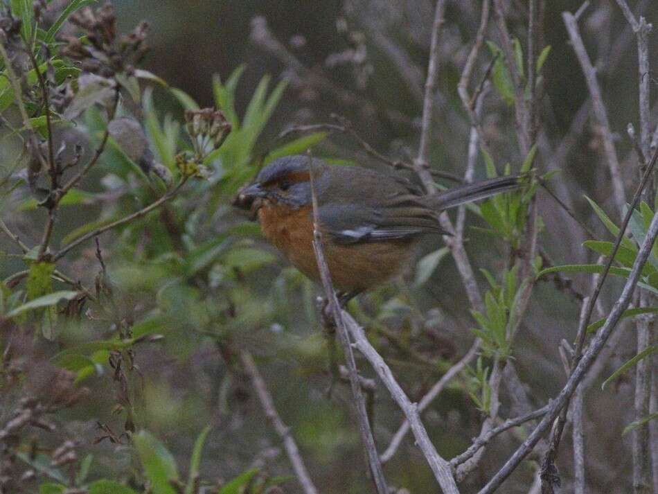 Image of Rusty-browed Warbling Finch