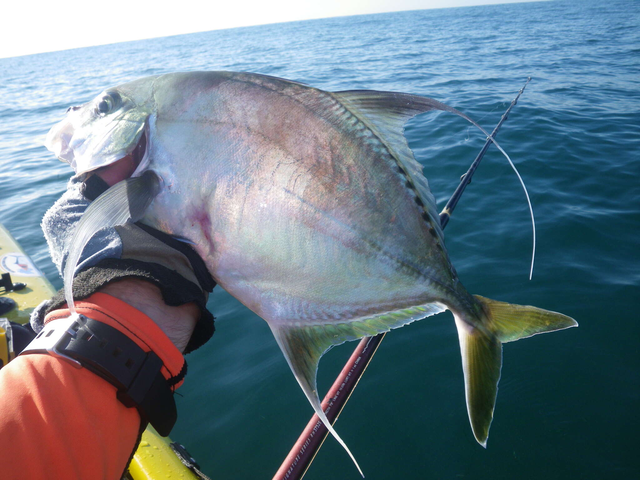 Image of Shadow trevally