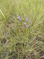 Image of Eryngium junceum Cham. & Schltdl.