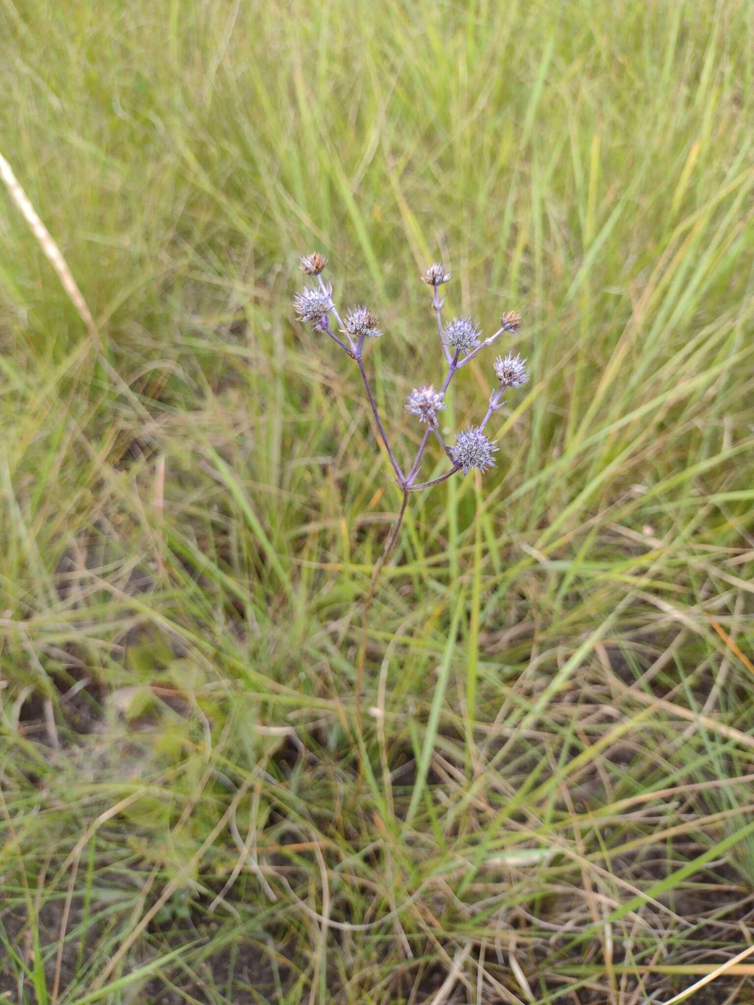 Eryngium junceum Cham. & Schltdl. resmi