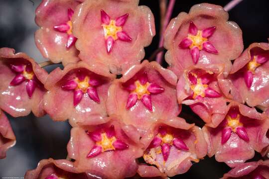 Image of Hoya blashernaezii Kloppenb.