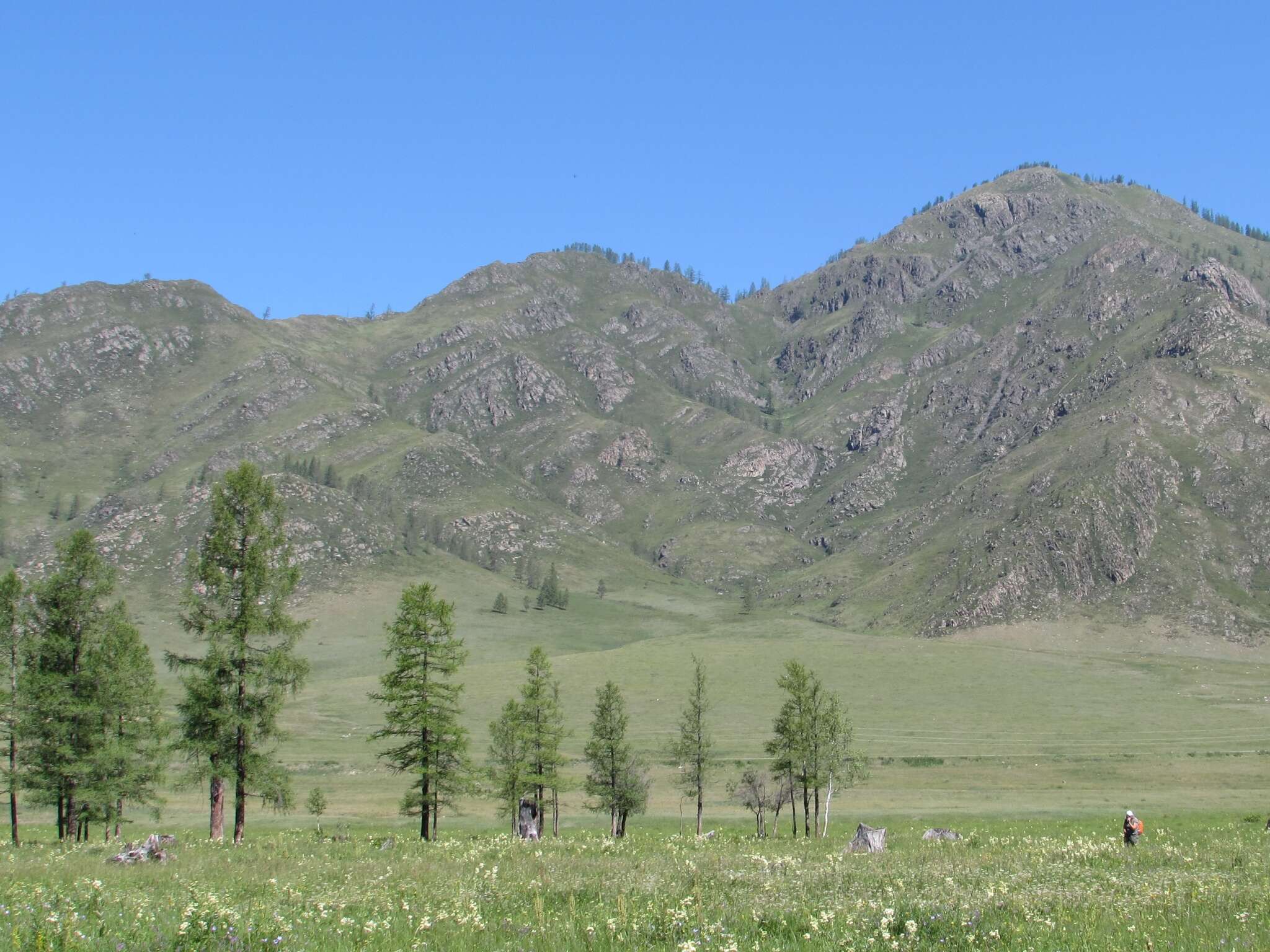 Image of Siberian Larch