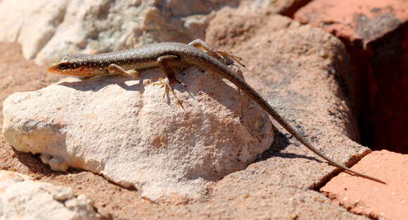 Image of Trachylepis sparsa (Mertens 1954)